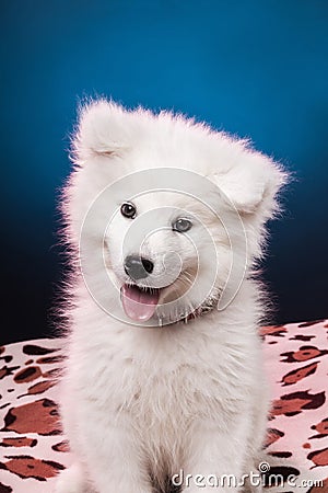 Funny samoyed puppy sitting on blanket in colored lighting with his tongue out Stock Photo