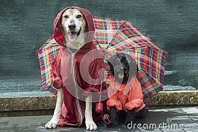 Funny Schnauzer and big yellow dog in raincoats under un umbrella in the rain Stock Photo