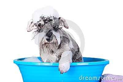 Funny Schnauzer puppy Dog taking bath with shampoo and bubbles in blue bathtub . Banner for pet shop, grooming salon. Stock Photo