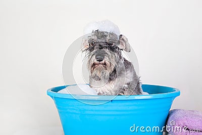 Funny Schnauzer puppy Dog taking bath with shampoo and bubbles in blue bathtub . Banner for pet shop, grooming salon Stock Photo