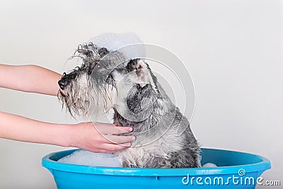 Funny Schnauzer puppy Dog taking bath with shampoo and bubbles in blue bathtub . Owner or groomer bathes dog Stock Photo