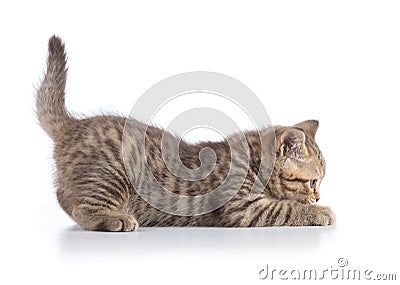 Funny scottish cat kitten profile side view on white Stock Photo