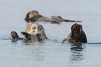 Sea otter swimming Morro Bay, California Stock Photo