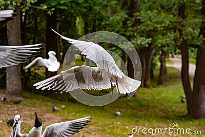 Funny seagulls in summer Stock Photo