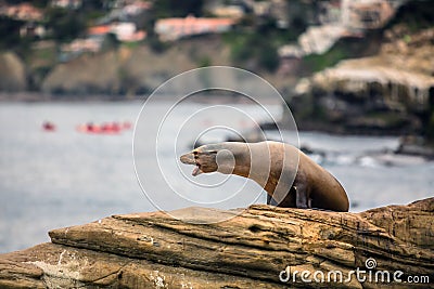 Funny Seal on a Cliff Stock Photo