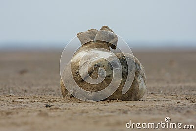 Funny seal pup laying on ground Stock Photo