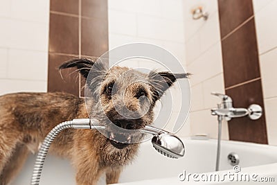 A funny shaggy dog stands in the bathtub and holds a shower in its mouth. Hygiene and care. Stock Photo