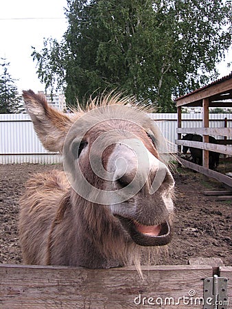 Funny shaggy donkey stuck his head over the fence in the paddock smiling watching Stock Photo