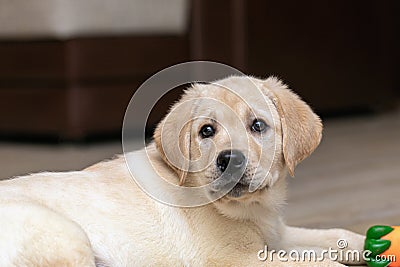 funny, shaggy Labrador puppy plays at home with rubber toy. Look ahead Stock Photo