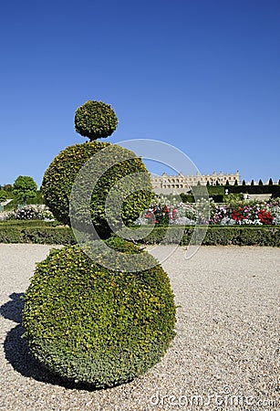 Funny shaped tree for artwork of garden Stock Photo