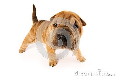 Funny shar pei puppy Stock Photo