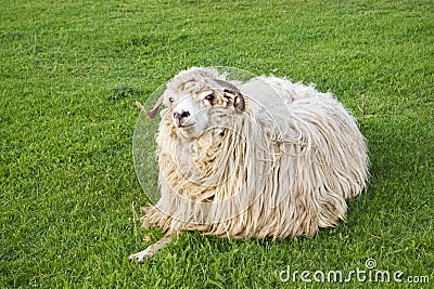 Funny sheep Stock Photo