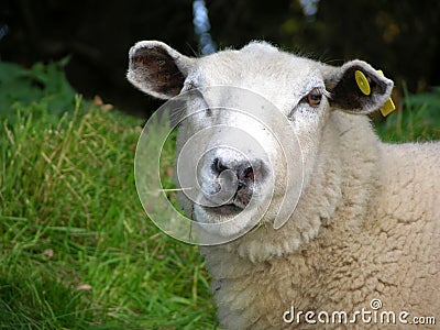 Funny sheep Stock Photo