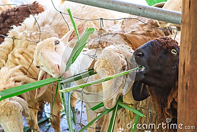 Close up sheep eating grass in the farm ,Thailand Stock Photo