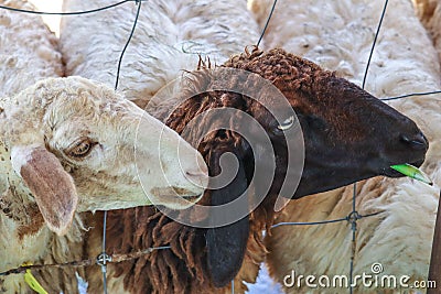 Close up sheep eating grass in the farm ,Thailand Stock Photo