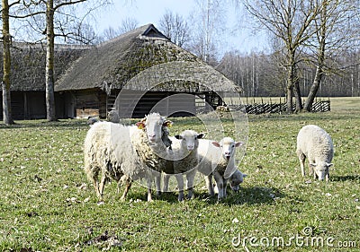 Funny sheeps Stock Photo