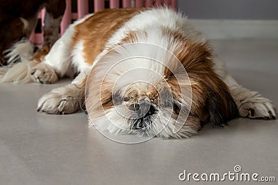 Funny Shih tzu dog sleeping and relaxing on the floor at home Stock Photo