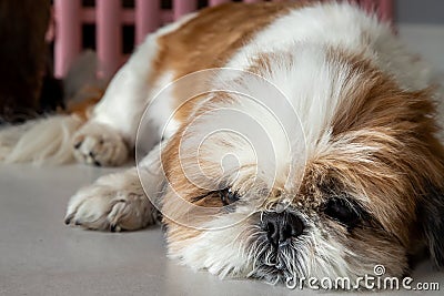 Funny Shih tzu dog sleeping and relaxing on the floor at home Stock Photo