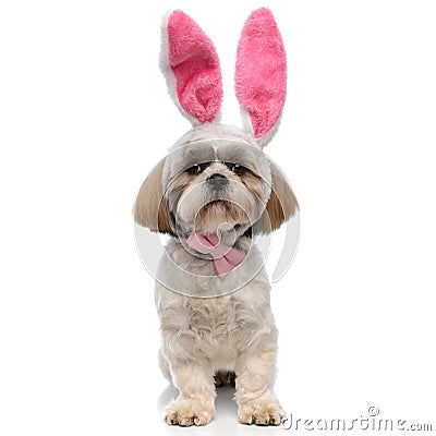 Funny Shih Tzu puppy wearing rabbit ears and bowtie Stock Photo