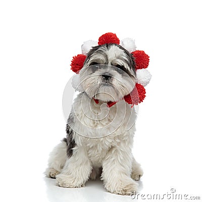 Funny shih tzu wearing red and white crown sitting Stock Photo