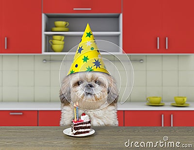 Funny shitzu dog waiting to eat chocolate cake Stock Photo