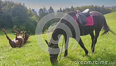 Funny shot of a playful horse lying on its back while another grazes in pasture. Stock Photo