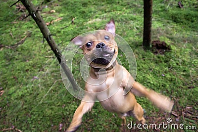 Funny shot of a staffordshire bullterrier Stock Photo