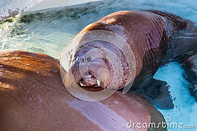 Funny side lit female Atlantic walrus with head out of turquoise water sleeping with mouth open Stock Photo