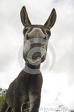 Funny and Silly or Donkey Stock Photo