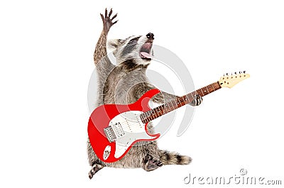 Funny singing raccoon with electric guitar Stock Photo