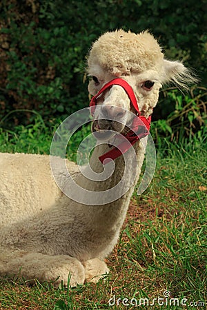 Funny single alpaca in park on green Stock Photo