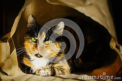 Funny Single Cat Stock Photo