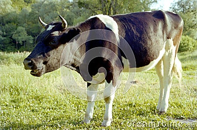 Funny single cow grazing on green summer meadow Stock Photo