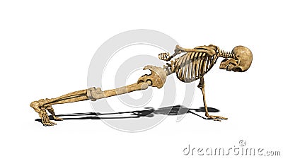 Funny skeleton doing push-ups on one arm, human skeleton exercising muscles on white background, 3D render Stock Photo