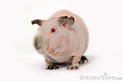 Funny skinny guinea pig Stock Photo