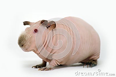 Funny skinny guinea pig Stock Photo