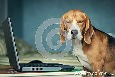 Funny Sleepy beagle dog near laptop Stock Photo