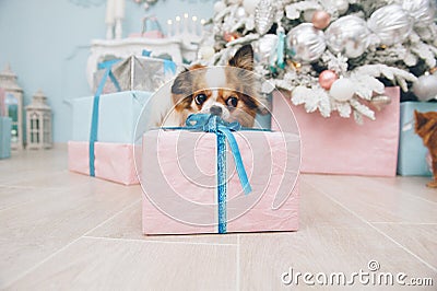 Funny small chihuahua dog with pink xmas present box nea christmas tree during holiday eve indoor Stock Photo