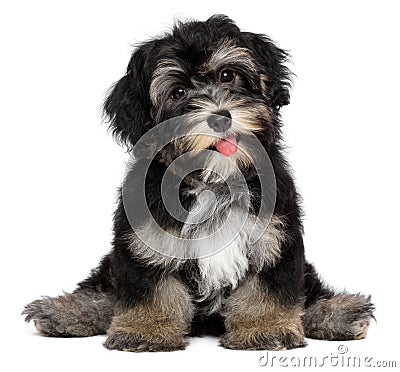 Funny smiling black and tan havanese puppy dog Stock Photo