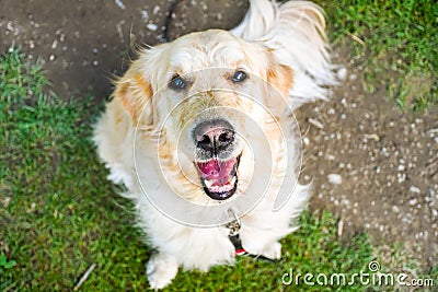 Funny smiling dog with reddish nose Stock Photo