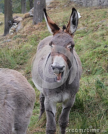 Funny and smiling donkey Stock Photo