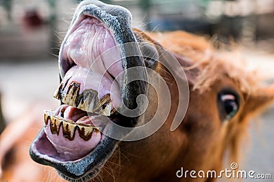 Funny smiling horse portrait Stock Photo