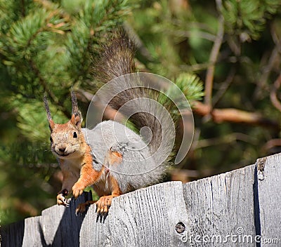 Funny squirrel sits on the fence Stock Photo