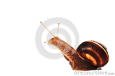 Funny snail Stock Photo