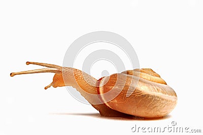 Funny snail Stock Photo