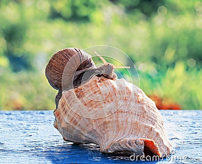 funny snail crawled to celebrate a housewarming party in the beautiful new sea shell Stock Photo