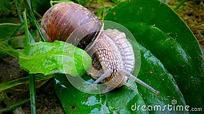 Funny snail Stock Photo