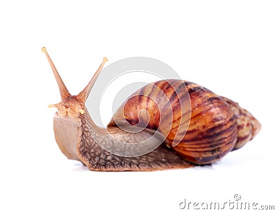 Funny snail Stock Photo