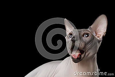 Funny Sphynx Cat on isolated black background Stock Photo