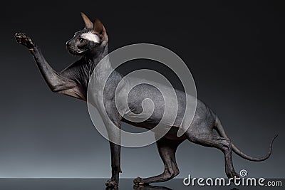 Funny Sphynx Cat Stands and Raising up paw on Black Stock Photo